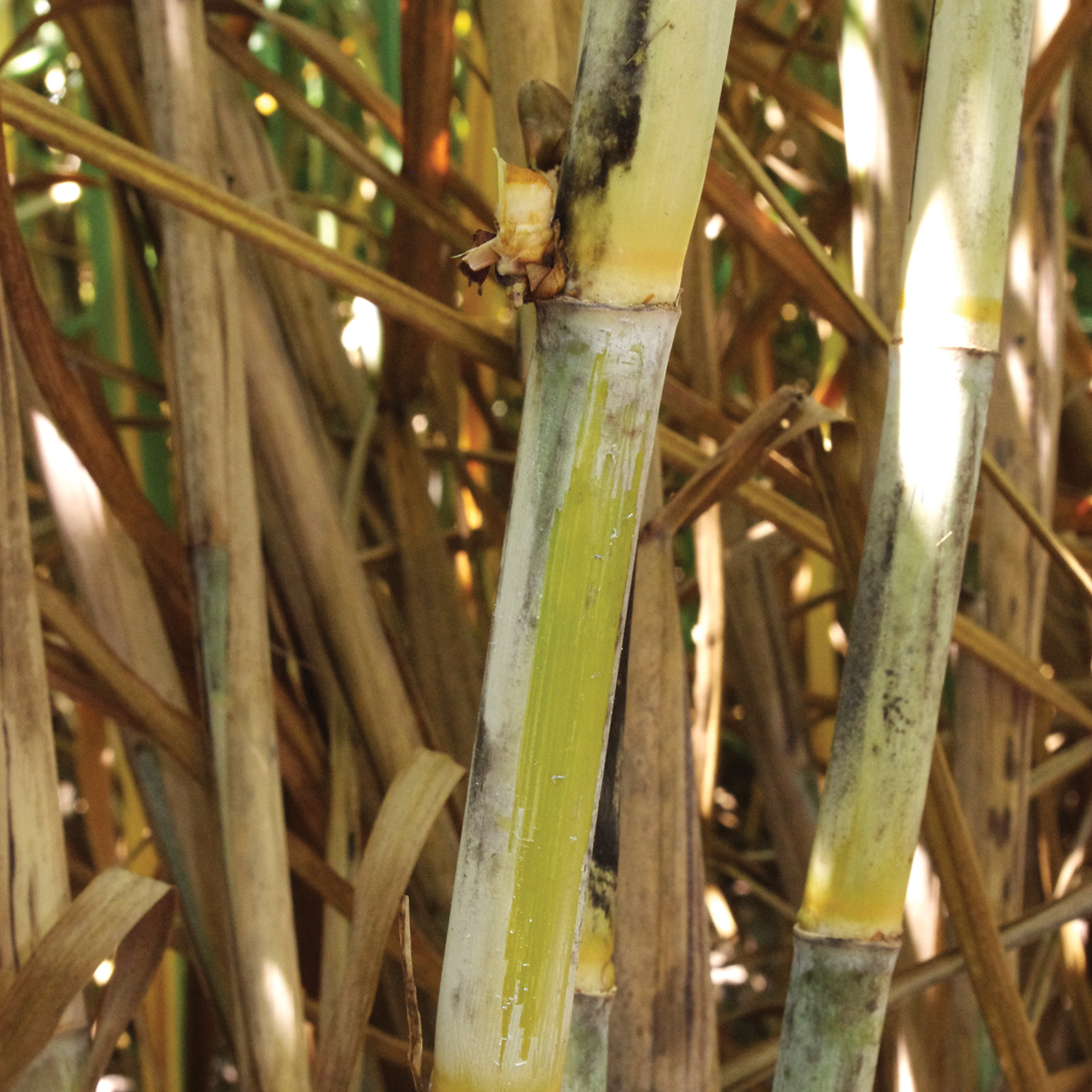 Stalk color under the wax layer – Greenish yellow that becomes more yellow with age and sun exposure.